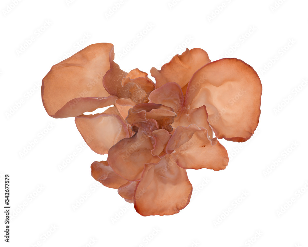 Fototapeta premium Jew's ear, Wood ear, Jelly ear isolated on white background