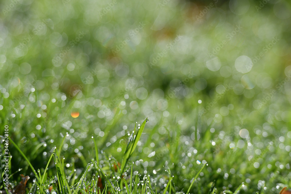 Water droplets on the top of the grass in the morning Water droplets on the top of the grass in the morning
