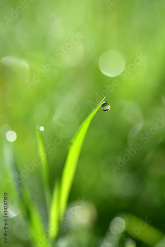 Water droplets on the top of the grass in the morning