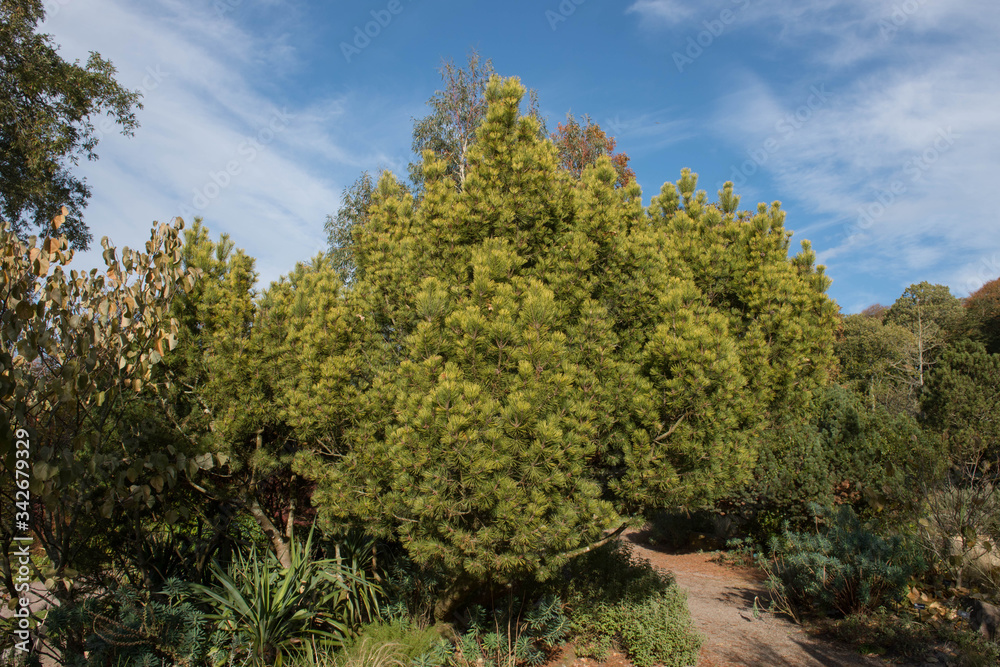 Green Foliage and Cones of an Evergreen Coniferous Dwarf Mountain Pine Tree (Pinus mugo 'Winter Gold' Growing in a Garden in Rural Devon, England, UK Green Foliage and Cones of an Evergreen Coniferous Dwarf Mountain Pine Tree (Pinus mugo 'Winter Gold' Growing in a Garden in Rural Devon, England, UK