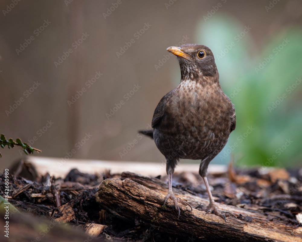 Female Blackbird Turdus Merula on branch in Spring sunshine Female Blackbird Turdus Merula on branch in Spring sunshine