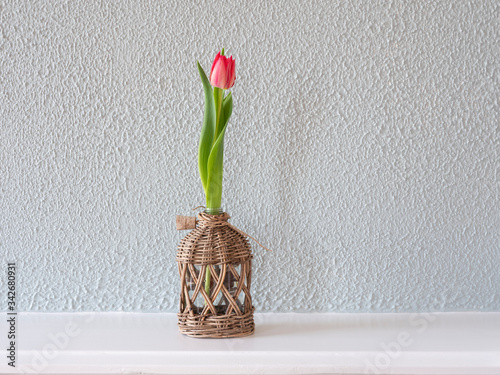 Pink tulip in a glass vase with reed isolated on green background