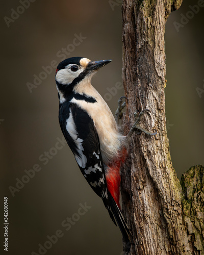 Image of Leser Spotted Woodepecker Dendrocopos Minor on side of wooden post in Spring sunshine