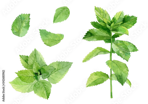 Mint leaves. Herbal plant set. Watercolour illustration isolated on white background. photo