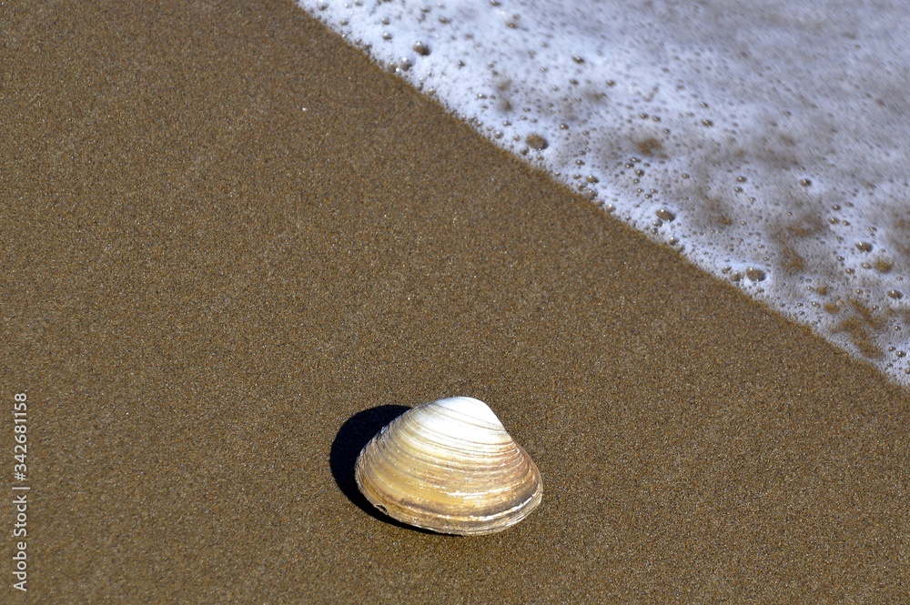 Seashell on the shore of the sea of Japan. Seething wave in the right corner, copy space Seashell on the shore of the sea of Japan. Seething wave in the right corner, copy space
