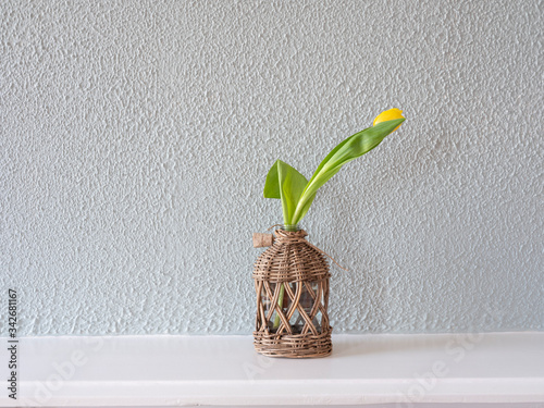 Yellow tulip in a glass vase with reed isolated on green background