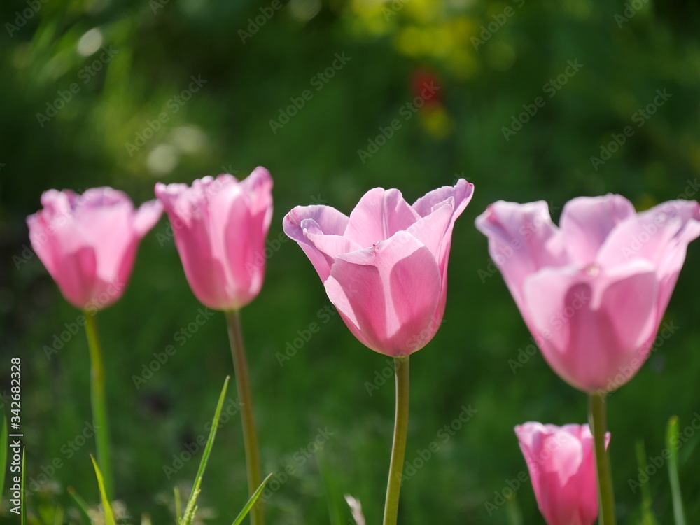 pink tulips