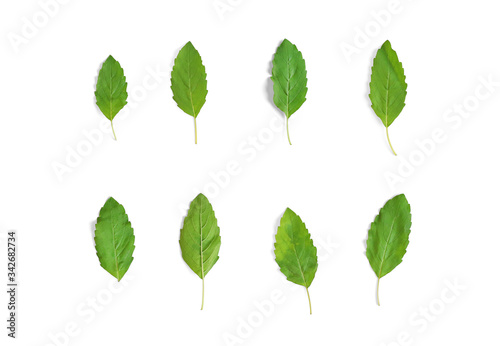 Basil leaves isolated over white background. Top view