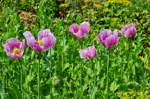 Group of honey bees foraging on a bunch of Opium poppy's (Papaver somniferum)