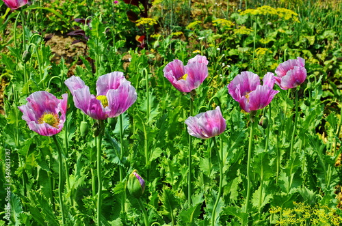 Group of honey bees foraging on a bunch of Opium poppy's (Papaver somniferum) photo