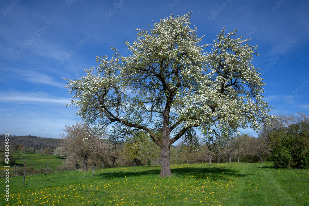 Großer blühender Birnbaum im Frühling in einer Wiese mit Löwenzahn in ländlicher Landschaft Großer blühender Birnbaum im Frühling in einer Wiese mit Löwenzahn in ländlicher Landschaft