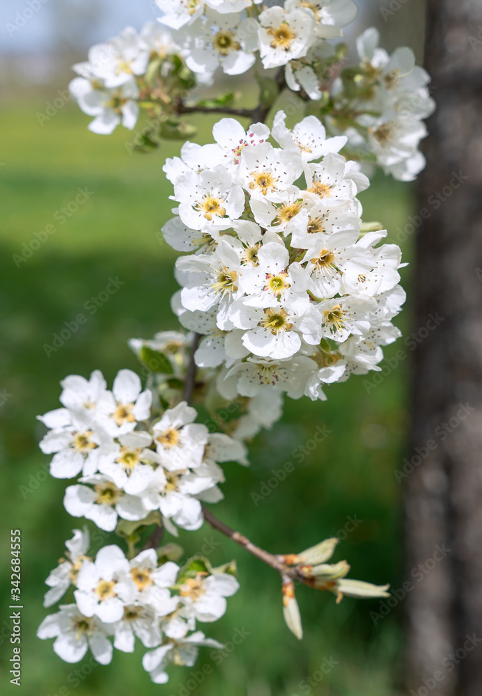 Blüten eines Birnbaums an einem senkrecht hängenden Zweig in Nahaufnahme - Hochformat Blüten eines Birnbaums an einem senkrecht hängenden Zweig in Nahaufnahme - Hochformat