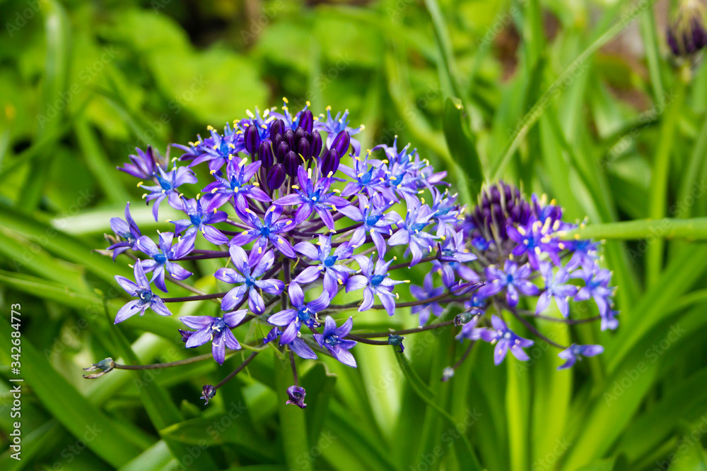 日本語で オオツルボ または ワイルドヒヤシンス 学名 シラー ペルビアナ 学名 Scilla Peruviana 春に咲く花 Stock Photo Adobe Stock