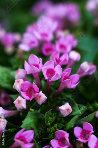 A close up of a bunch of pink bouvardia