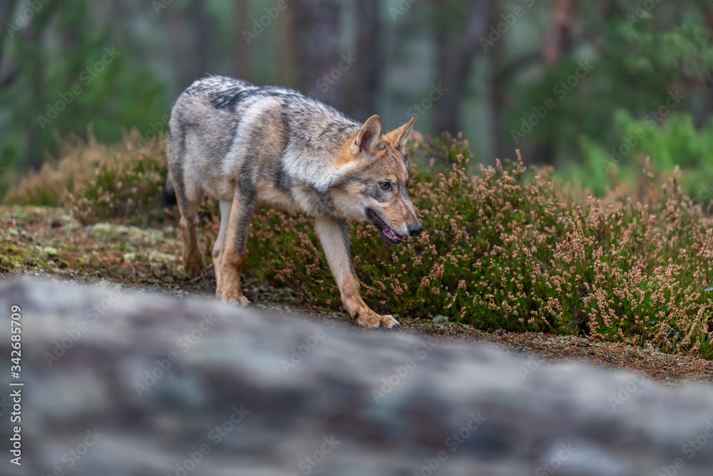 Fototapeta premium Lone wolf running in autumn forest Czech Republic
