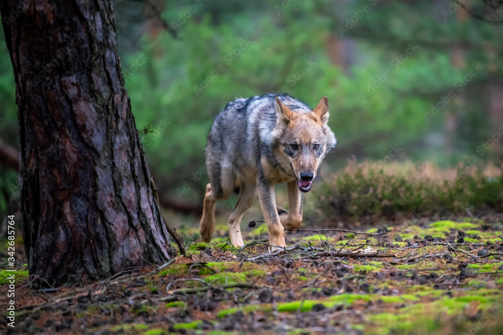 Fototapeta premium Lone wolf running in autumn forest Czech Republic