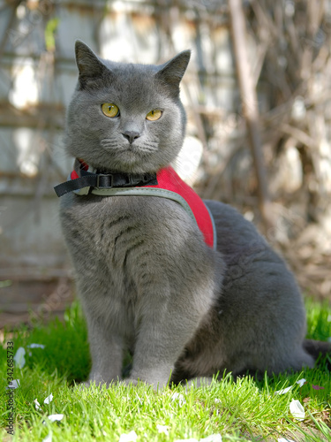 British shorthair cat in a red harness for a walk in the park