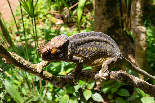 Colorful chameleon on a branch in a national park on the island of Madagascar