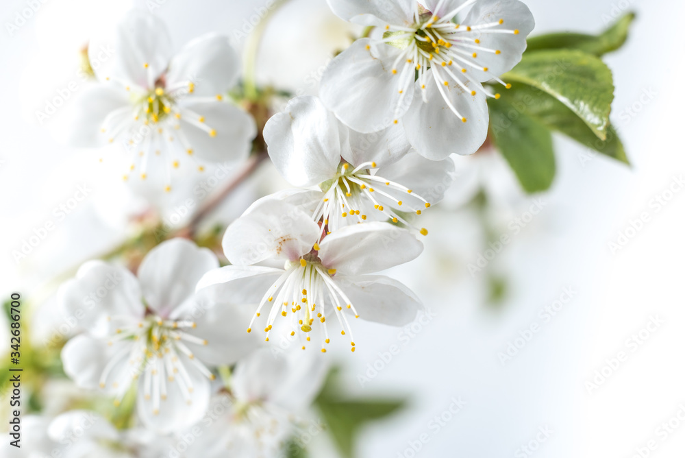 beautiful cherry flowers close-up. White cherry flowers, romantic light spring background. Spring sakura blossom. White cherry blossom with selective focus. cherry branch beautiful cherry flowers close-up. White cherry flowers, romantic light spring background. Spring sakura blossom. White cherry blossom with selective focus. cherry branch