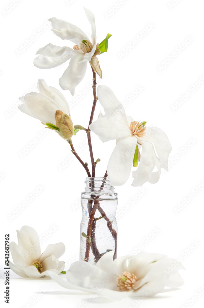 Beautiful delicate white magnolia in glass bottle isolated on white background Beautiful delicate white magnolia in glass bottle isolated on white background