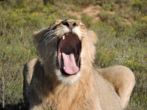 Fototapeta Naklejka Na Ścianę i Meble -  lion yawn