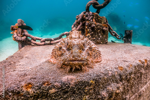 Tableau sur toile Scorpion fish resting on top of a concrete block underwater