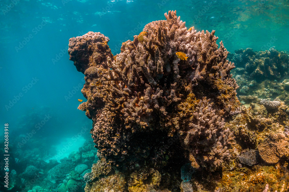 Colorful coral reef formations in crystal clear blue water