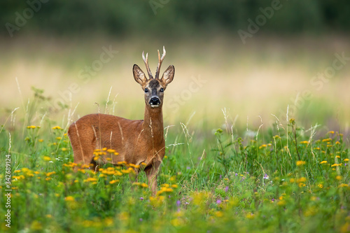 Alert roe deer  capreolus capreolus  buck blind on one eye looking into camera on green summer meadow with blooming flowers. Attentive roebuck with copy space. Wild animal with antlers in nature.