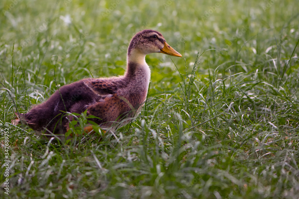 little duckling walks in green grass
little duckling walks in green grass
