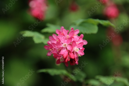Redflower currant of Ribes Sanguineum blossom in public park in the Netherlands
