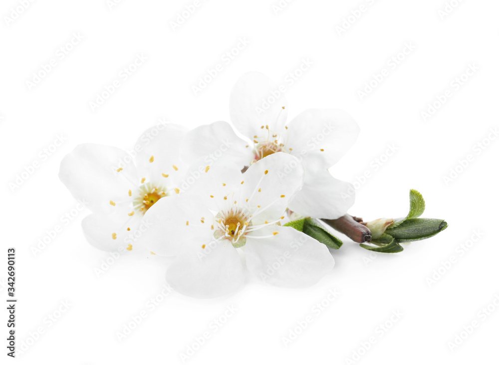 Obraz premium Twig with beautiful cherry flowers and leaves isolated on white. Spring season