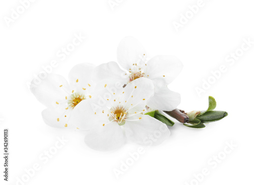 Twig with beautiful cherry flowers and leaves isolated on white. Spring season