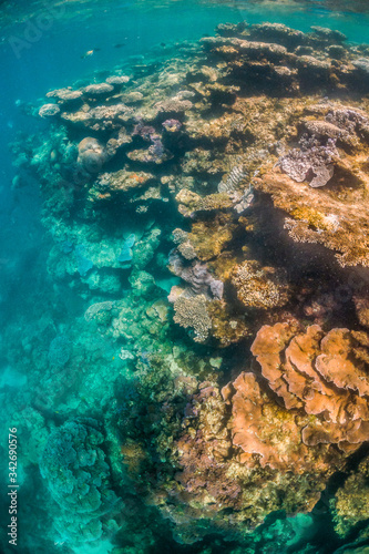 Fototapeta Naklejka Na Ścianę i Meble -  Colorful coral reef formations in clear blue water