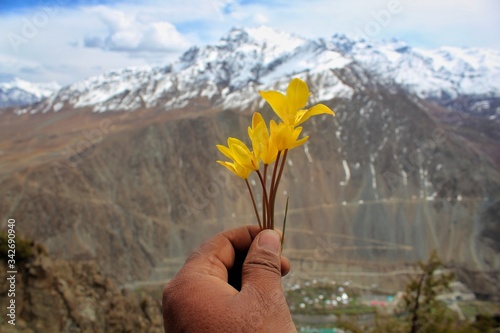 Tableau sur toile Herbal ayurvedic flower