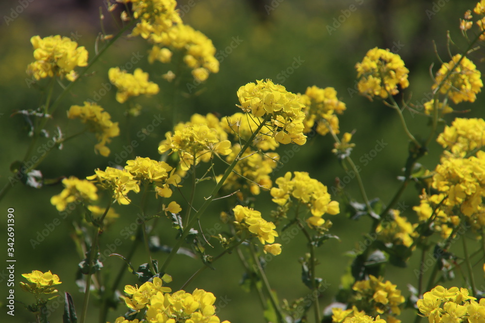 yellow flower of the rapeseed plant which grows wild and uncultivated in the Netherlands