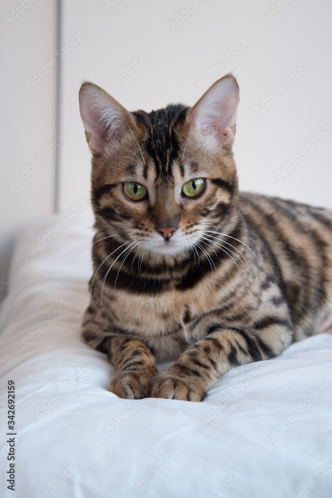 Portrait of a Bengal cat with yellow eyes. The animal carefully looks at the lens. The vertical format. Portrait of a Bengal cat with yellow eyes. The animal carefully looks at the lens. The vertical format.