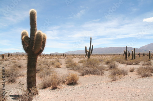 Le Parc national Los Cardones