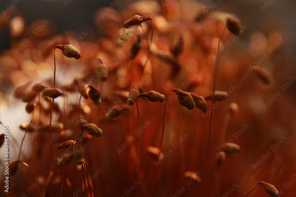 red moss closeup macro photo red moss closeup macro photo
