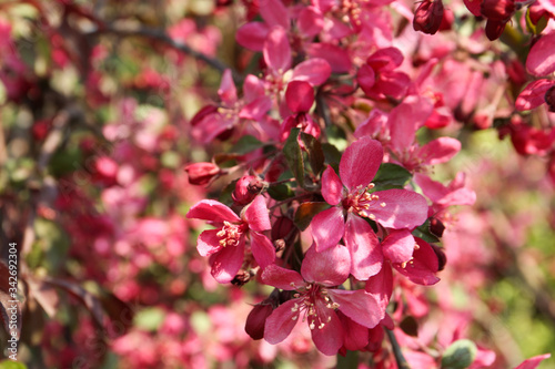 Closeup view of blossoming tree outdoors on sunny spring day