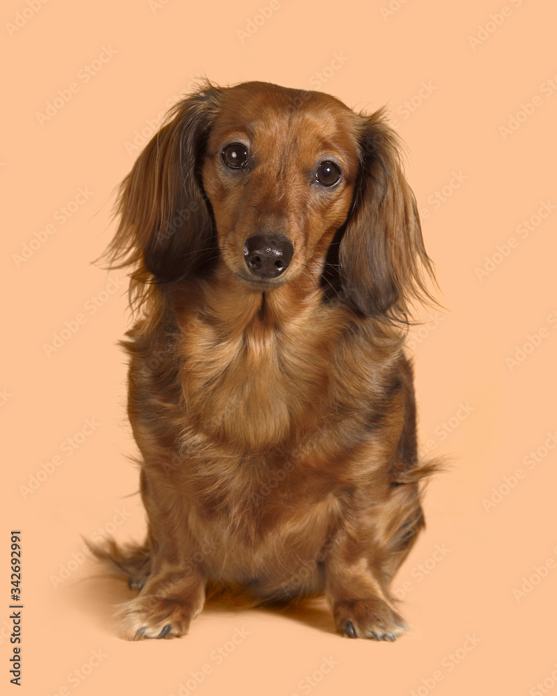 long-haired Dachshund dog portrait