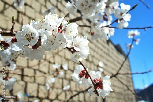 Apricot blossom photo