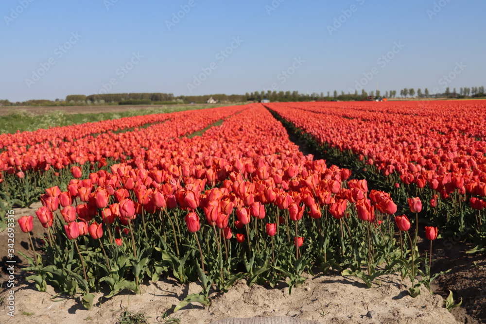Fields full of tulips that grow colorfully on island Goeree Overflakkee during the spring to harvest flower bulbs later in the Netherlands