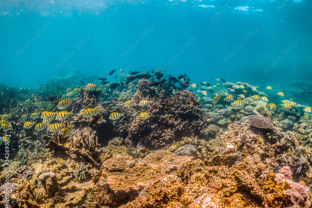 Colorful reef fish swimming over pristine coral reef in shallow water