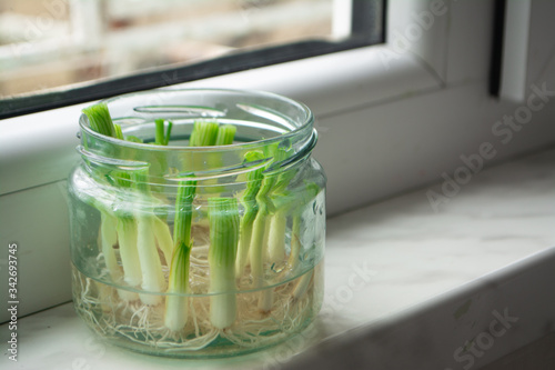 Growing green onions scallions from scraps by propagating in water in a jar on a window sill