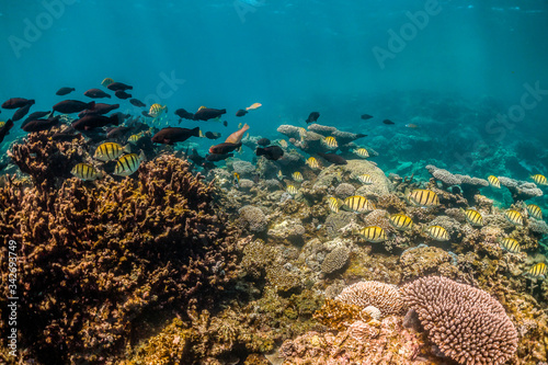 Fototapeta Naklejka Na Ścianę i Meble -  Colorful reef fish swimming over pristine coral reef in shallow water