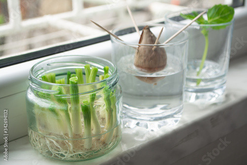 Growing green onions scallions from scraps by propagating in water in a jar on a window sill with basil rooting in water and avocado growing from seed in the background photo