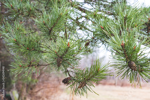 pine branches with water drops on a rainy day