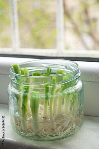 Growing green onions scallions from scraps by propagating in water in a jar on a window sill