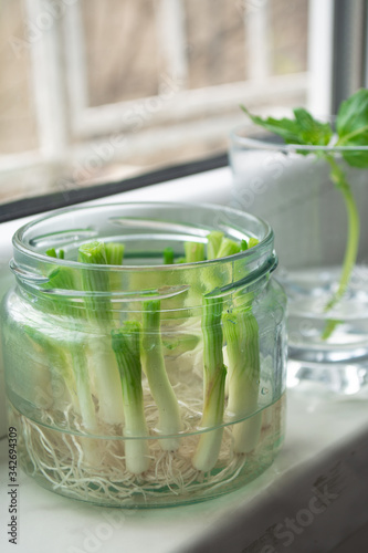 Growing green onions scallions from scraps by propagating in water in a jar on a window sill with basil rooting in water and avocado growing from seed in the background