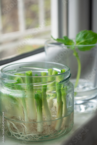 Growing green onions scallions from scraps by propagating in water in a jar on a window sill with basil rooting in water and avocado growing from seed in the background